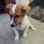 vintage-soft-tone-side-by-side