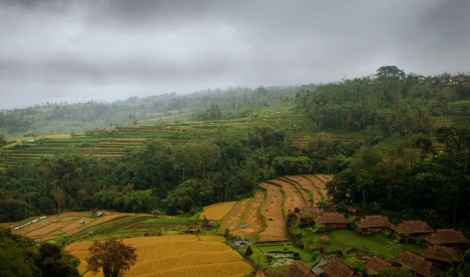 Paddy Field