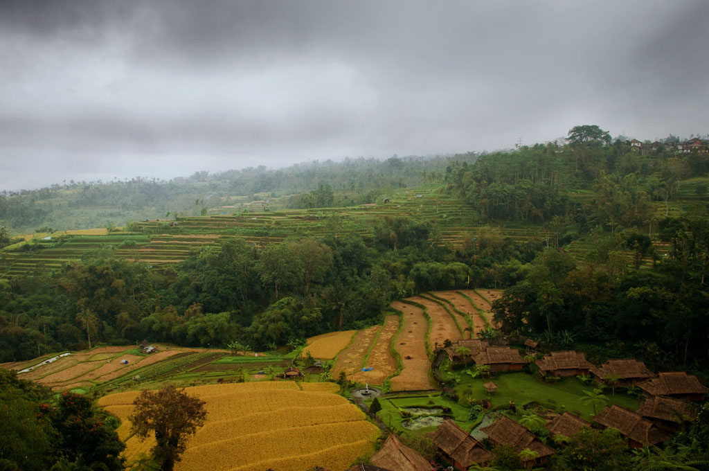 Paddy Field