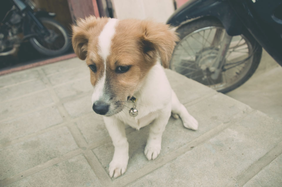 Miko the Puppy